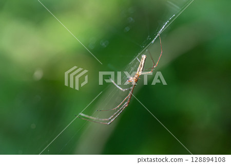Tetragnatha pratensis 128894108