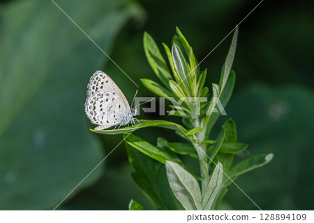 大和Shizimi 大和Shizimi 128894109