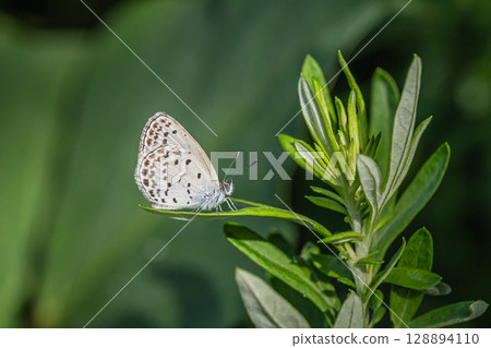 大和Shizimi 128894110