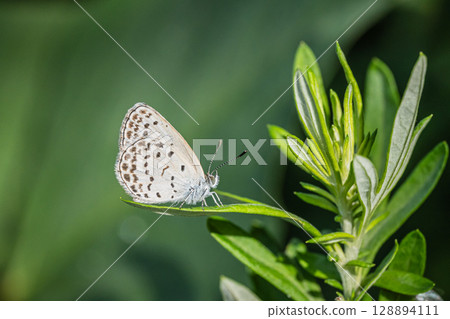 Yamato Shizimi Yamato Shizimi 128894111