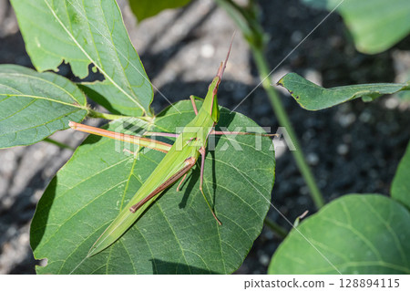 Shorurigata Shorurigata 128894115