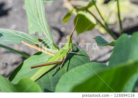 Shorurigata Shorurigata 128894116