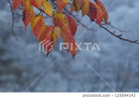 First snow and autumn leaves 128894142