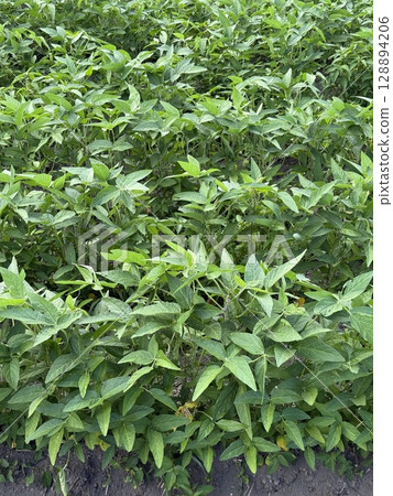 大豆作物 128894206