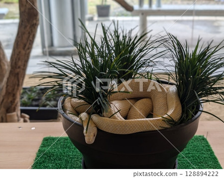 Living with green 128894222
