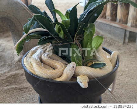Snake coiling around a plant 128894225