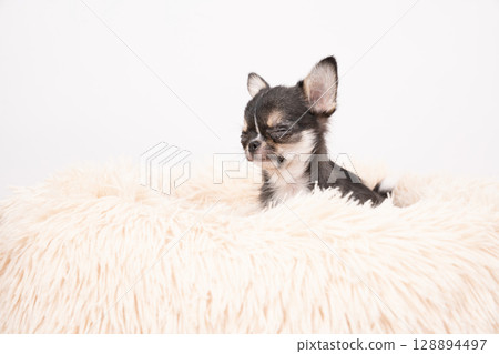 吉娃娃小狗躺在床上，白色背景 128894497