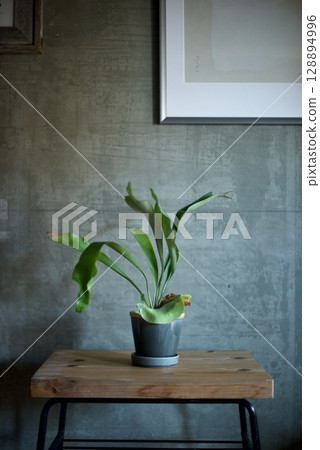Potted Staghorn Fern 128894996