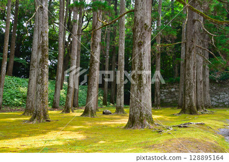 飫肥城 飫肥杉林 128895164
