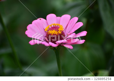 Sinia Sinia 128895258