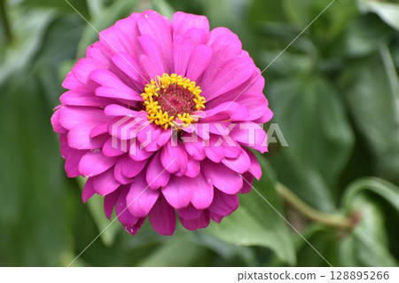 Sinia Sinia 128895266