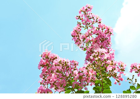 Crape myrtle flowers in the scorching heat of late July 128895280