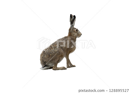 european brown hare isolated on white background 128895527
