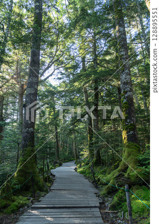 Moss Forest Yatsugatake 128895551