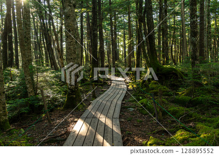 Moss Forest Yatsugatake 128895552