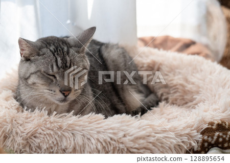 Sabatra cat sleeping by the window Sabatra cat sleeping by the window 128895654