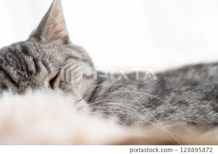 Sabatra cat sleeping by the window 128895872