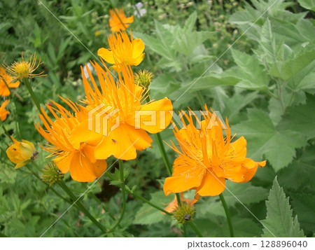 Bright orange flower Bright orange flower 128896040