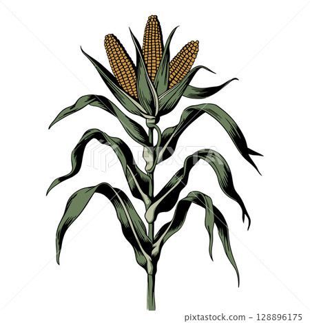 Vintage Thriving Corn Plant with Triple Harvest Vintage Thriving Corn Plant with Triple Harvest 128896175