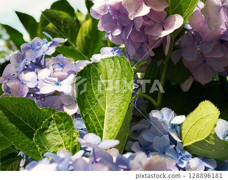 在雨季盛開的繡球 128896181