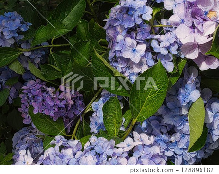 繡球花盛開 繡球花盛開 128896182