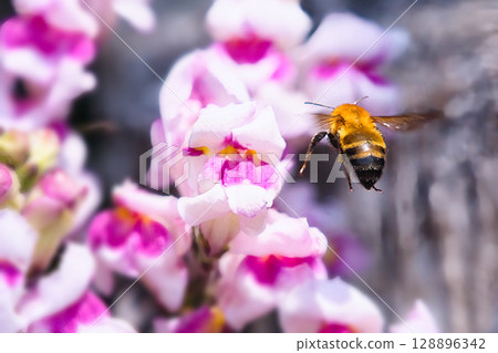 Honey bees stuck in flowers Honey bees stuck in flowers 128896342