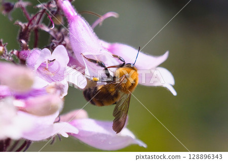 一隻蜜蜂停在一朵粉紅色的花上 128896343