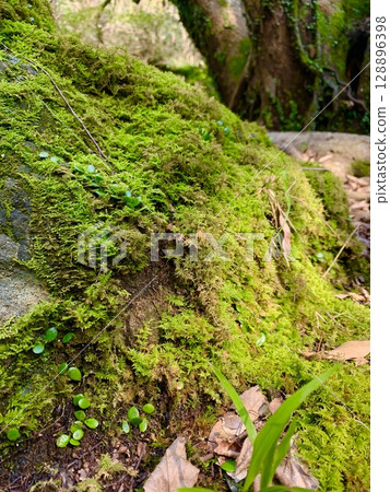 瀑布的負離子中生長著美麗的苔蘚 瀑布的負離子中生長著美麗的苔蘚 128896398