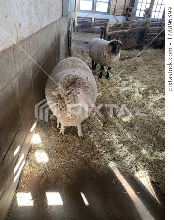 油山牧場飼養的羊 油山牧場飼養的羊 128896399