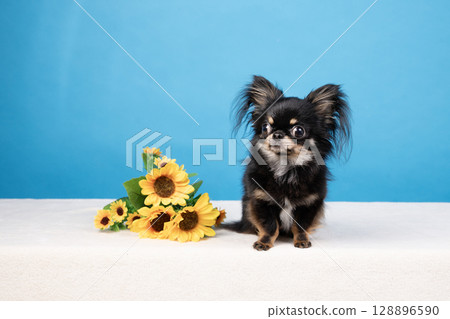 藍背鸚鵡、向日葵和吉娃娃 128896590