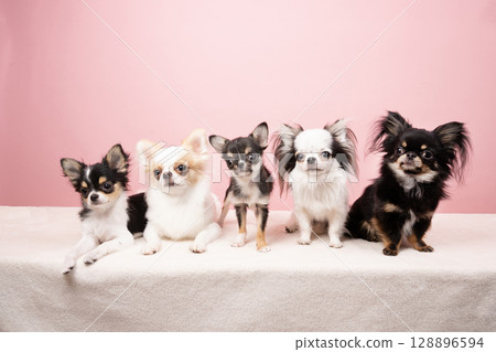 A group photo of a pink buck and five chihuahuas A group photo of a pink buck and five chihuahuas 128896594