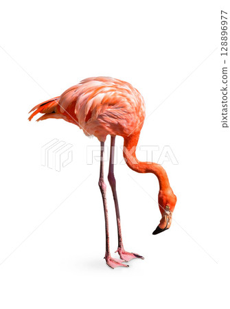flamingo (Phoenicopterus ruber) Heart shape, neck curl and standing posture isolated on white background. 128896977