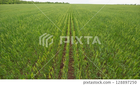 A beautiful Lush Green Crop Field where Plowed Rows create a vibrant agricultural landscape A beautiful Lush Green Crop Field where Plowed Rows create a vibrant agricultural landscape 128897250
