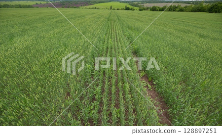 A Vibrant and Lush Green Agricultural Field Abloom with Rows of Diverse Crop Varieties 128897251