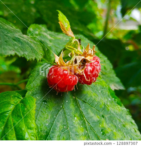Two red raspberries against a background of green leaves. Two red raspberries against a background of green leaves. 128897307