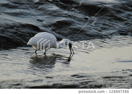 荒尾市港野生鳥類， 128897388