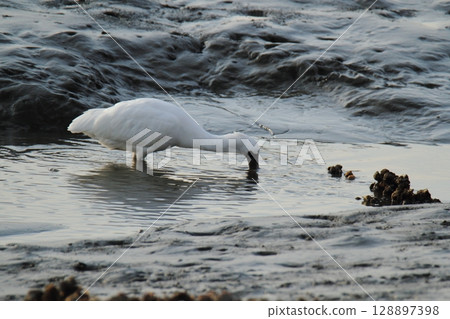 Arao City Port Wild Birds, Arao City Port Wild Birds, 128897398