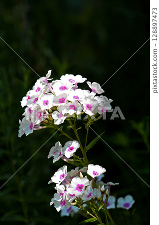 Hydrangea (flowering herbs) Hydrangea (flowering herbs) 128897473