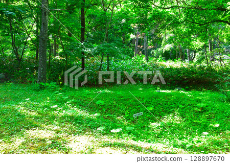 Tokoro Ruins, Hokkaido, Remains of a pit dwelling 128897670