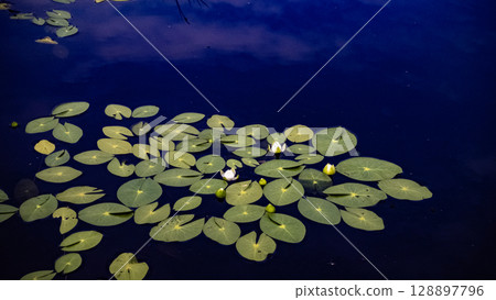 Ezo sheepshead, aquatic plant, Ukishima Marsh, Hokkaido, nature, outdoor, Kamikawa Town, Hokkaido 128897796