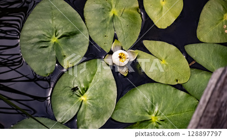 Ezo sheepshead, aquatic plant, Ukishima Marsh, Hokkaido, nature, outdoor, Kamikawa Town, Hokkaido 128897797