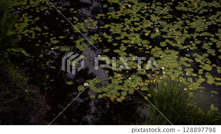 蝦夷羊頭，水生植物，浮島沼澤，北海道，自然，戶外，北海道上川鎮 128897798