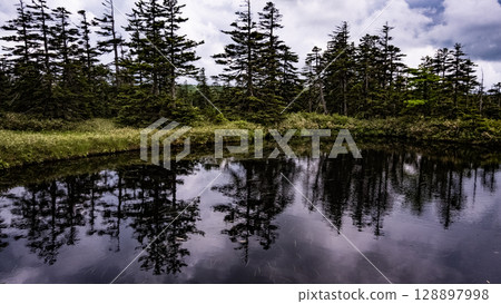 Ukimikuri, Matsuyama Marsh, Bifuka Town, Hokkaido, Nature, Outdoor, Plants, Hidden Land 128897998