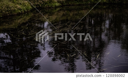 Ukimikuri, Matsuyama Marsh, Bifuka Town, Hokkaido, Nature, Outdoor, Plants, Hidden Land Ukimikuri, Matsuyama Marsh, Bifuka Town, Hokkaido, Nature, Outdoor, Plants, Hidden Land 128898002