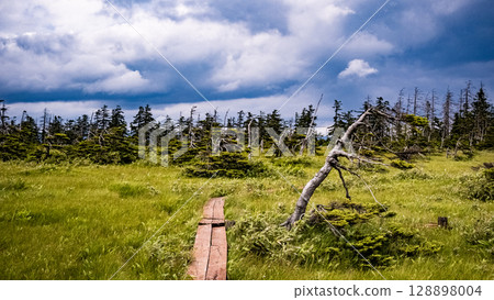 Ukimikuri, Matsuyama Marsh, Bifuka Town, Hokkaido, Nature, Outdoor, Plants, Hidden Land Ukimikuri, Matsuyama Marsh, Bifuka Town, Hokkaido, Nature, Outdoor, Plants, Hidden Land 128898004