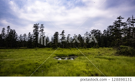 松山濕原，美深町，北海道，大自然，戶外，植物，隱密之地 128898131