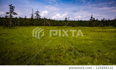 松山濕原,美深町,北海道,大自然,戶外,植物,隱密之地 松山濕原,美深町,北海道,大自然,戶外,植物,隱密之地 128898132