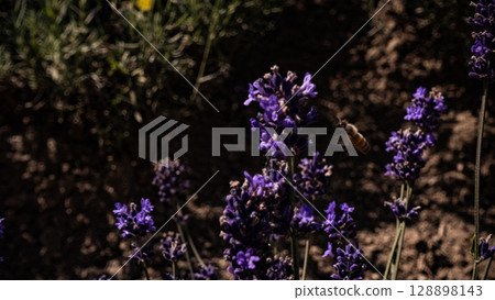 Furano Lavender Farm, Farm Tomita, Lavender Road, Hokkaido, Summer, Travel, Travel 128898143