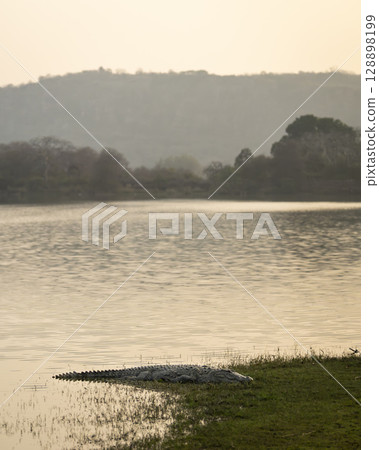 Marsh crocodile or mugger crocodile or broad snouted crocodile Crocodylus palustris out of lake water in natural scenic background in summer season at ranthambore national park forest rajasthan india 128898199