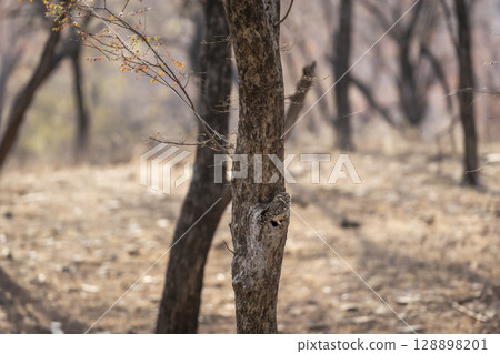 spotted owlet or Athene brama at ranthambore national park forest tiger reserve rajasthan india. owl perched on tree trunk in winter season safari 128898201